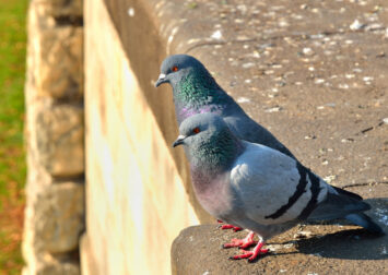 Remove Stains from Bird Droppings